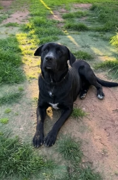 AXEL CERCA DISPERATAMENTE CASA | Foto 5