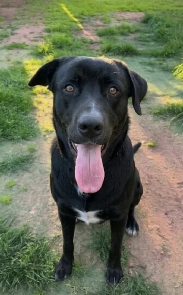 AXEL CERCA DISPERATAMENTE CASA | Foto 4