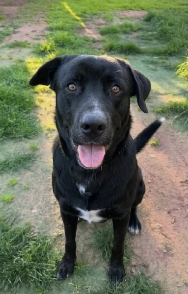 AXEL CERCA DISPERATAMENTE CASA | Foto 3