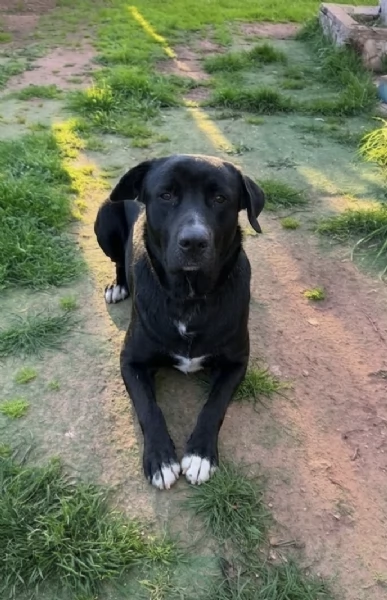 AXEL CERCA DISPERATAMENTE CASA | Foto 2