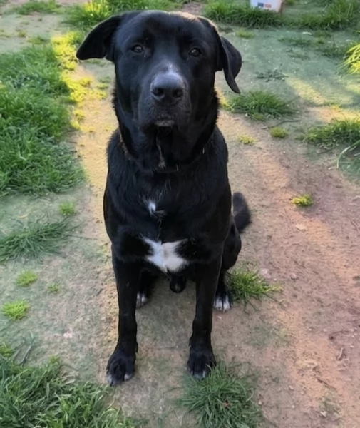 AXEL CERCA DISPERATAMENTE CASA | Foto 1