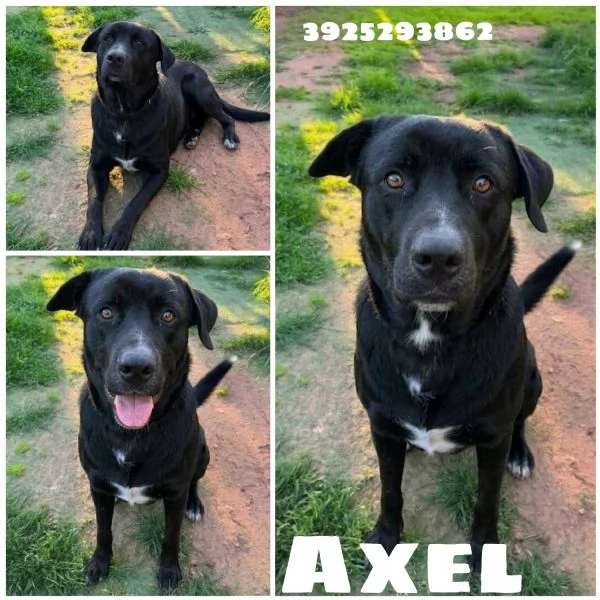 AXEL CERCA DISPERATAMENTE CASA