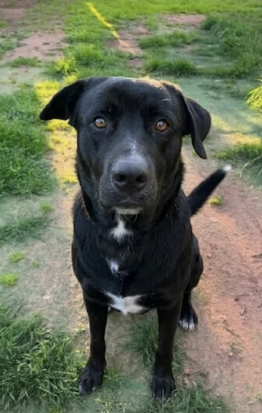 AXEL CERCA DISPERATAMENTE CASA | Foto 0