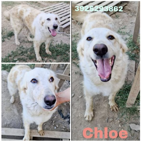 Chloe cerca nuovamente casa