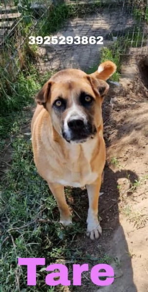 Dolce cagnolina tg Media in adozione cerca casa