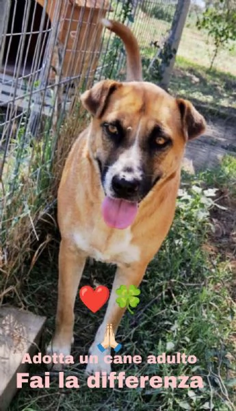 Dolce cagnolina tg Media in adozione cerca casa | Foto 4