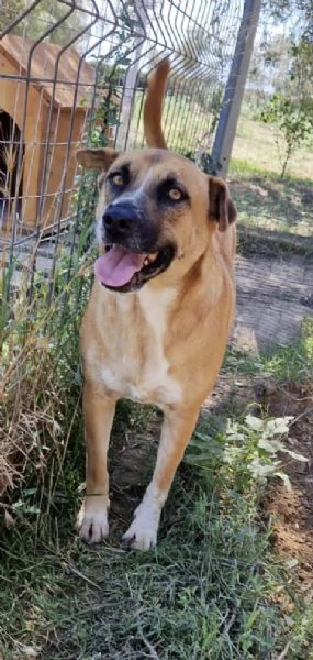 Dolce cagnolina tg Media in adozione cerca casa | Foto 3