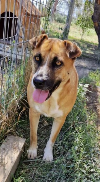 Dolce cagnolina tg Media in adozione cerca casa | Foto 1