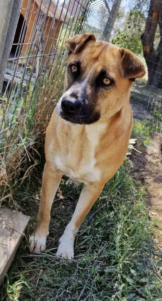 Dolce cagnolina tg Media in adozione cerca casa | Foto 0