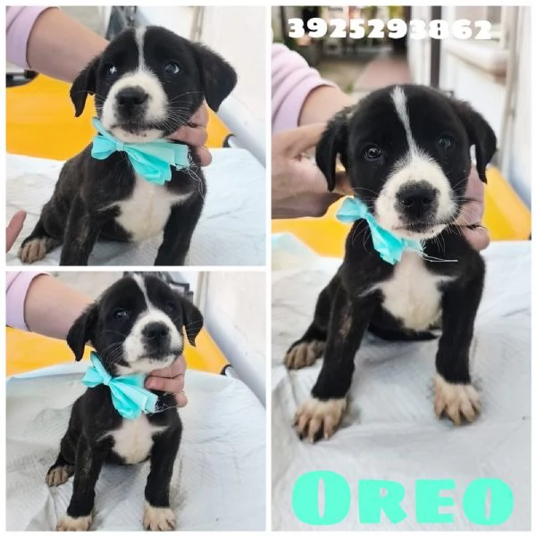Il piccolo Oreo e le sue sorelline cercano casa  | Foto 4