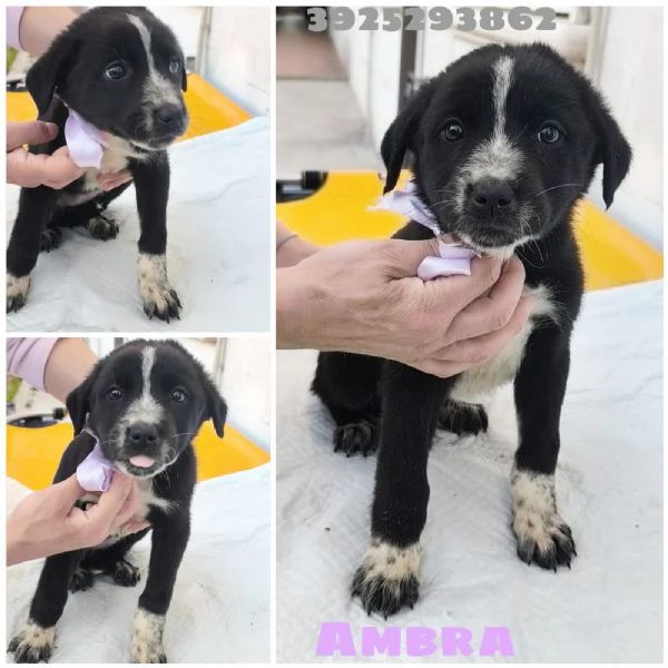 Il piccolo Oreo e le sue sorelline cercano casa  | Foto 2