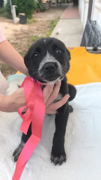 Il piccolo Oreo e le sue sorelline cercano casa  | Foto 1
