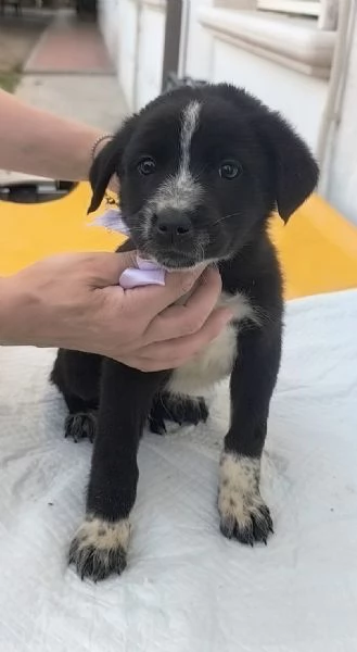 Cuccioli in cerca di una famiglia da amare  | Foto 3