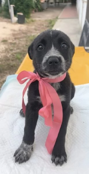 Cuccioli in cerca di una famiglia da amare  | Foto 1