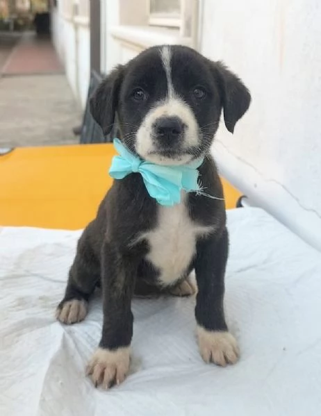 Cuccioli in adozione la dolce Lilia e i suoi fratelli  | Foto 4