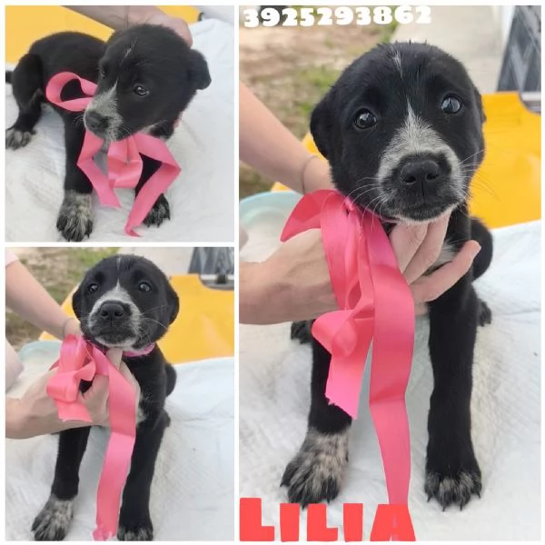 Cuccioli in adozione la dolce Lilia e i suoi fratelli  | Foto 3