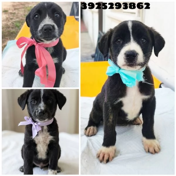 Cuccioli in adozione la dolce Lilia e i suoi fratelli  | Foto 1