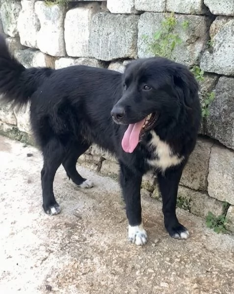 Leone un cucciolone che cerca casa  | Foto 6