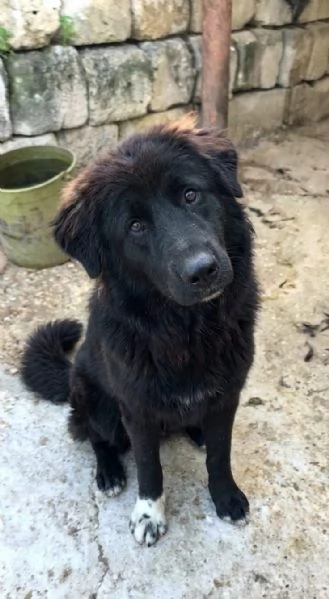 Leone un cucciolone che cerca casa  | Foto 5