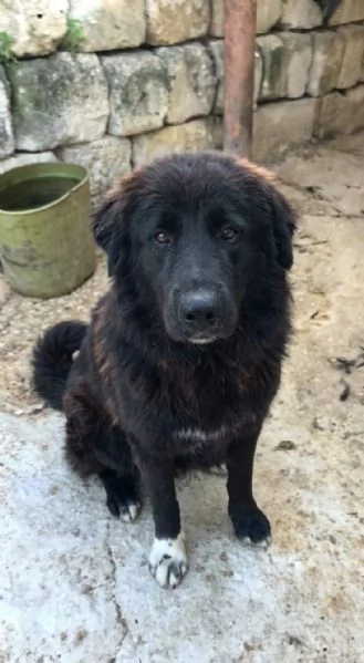 Leone un cucciolone che cerca casa  | Foto 4