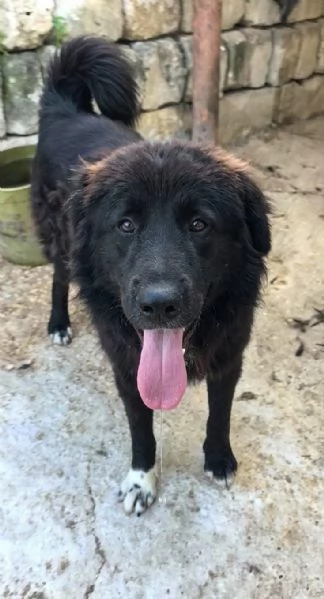 Leone un cucciolone che cerca casa  | Foto 3