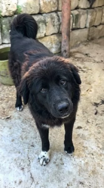 Leone un cucciolone che cerca casa  | Foto 2