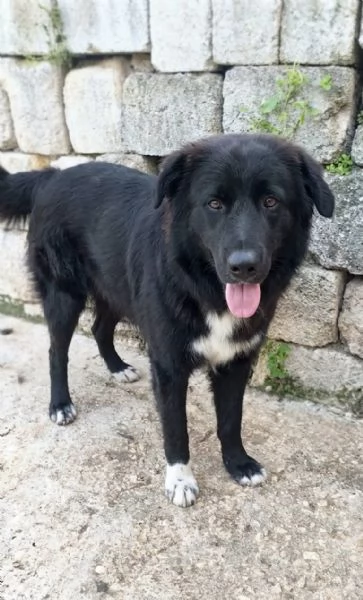 Leone un cucciolone che cerca casa 