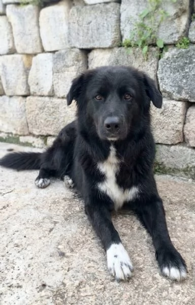 Leone un cucciolone che cerca casa  | Foto 1