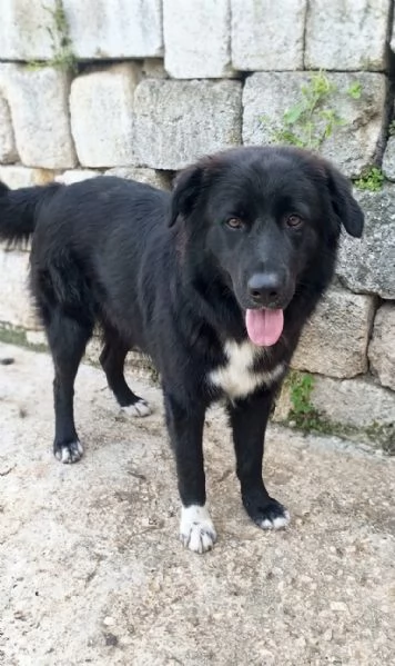 Leone un cucciolone che cerca casa  | Foto 0