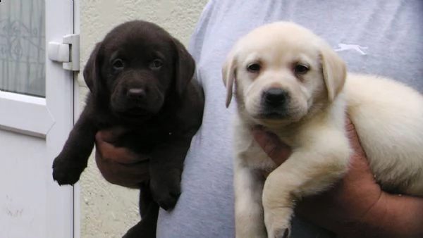 cuccioli di labrador bianco e nero