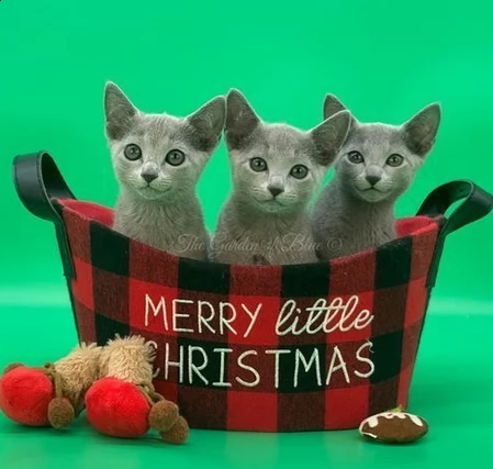 gattini blue di russia dai 3 mesi