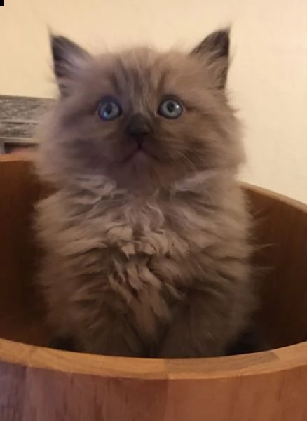 gattino ragamuffin in vendita