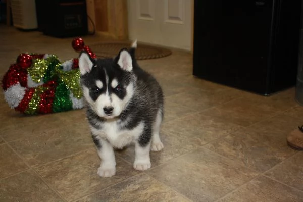 disponibile cuccioli di siberian husky | Foto 0