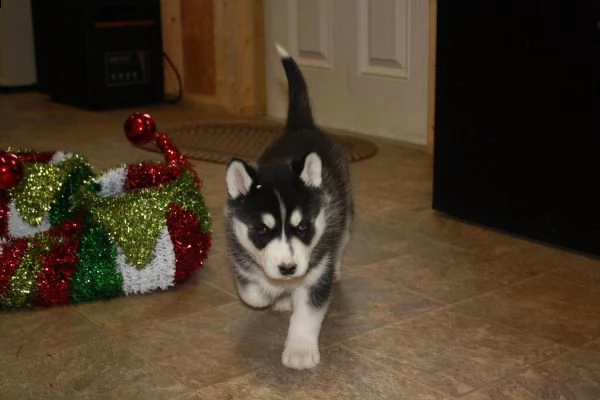 disponibile cuccioli di siberian husky