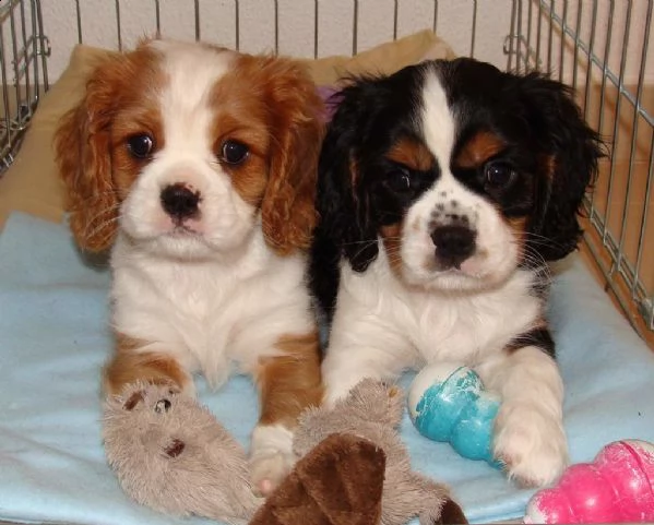 cuccioli di razza cavalier king 