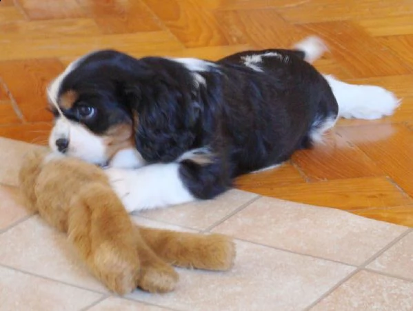 cuccioli di razza cavalier king  | Foto 0