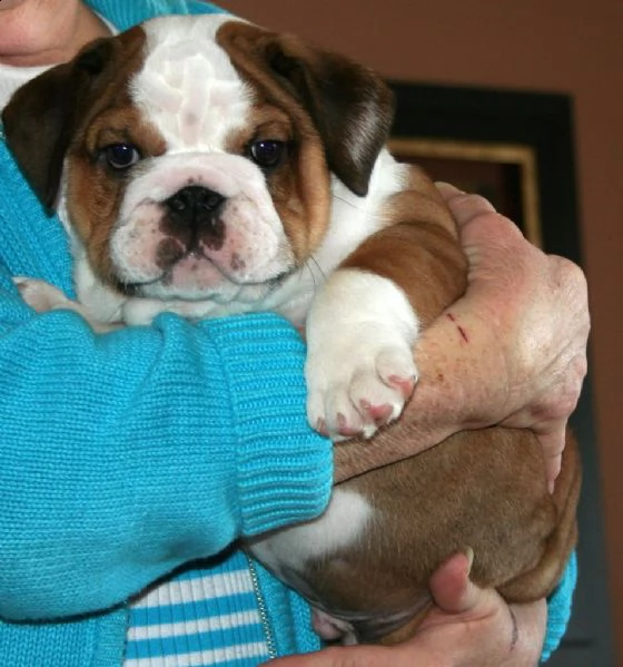 stupendi cuccioli di bulldog inglese