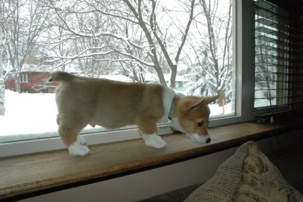 welsh corgi pembroke cuccioli | Foto 0