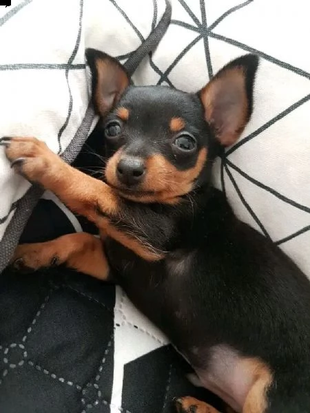pinscher