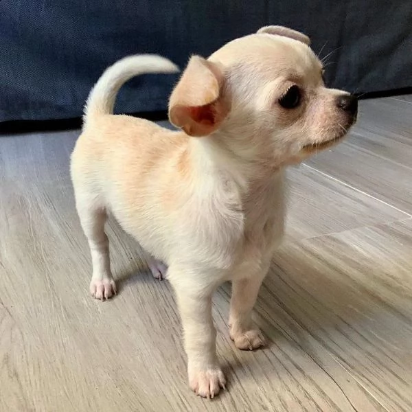 chihuahua