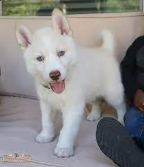 husky