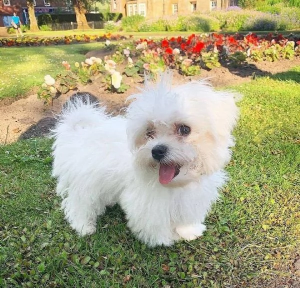  regalo maltese cuccioli meravigliosi  