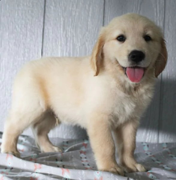 regalo cuccioli di golden retriver 