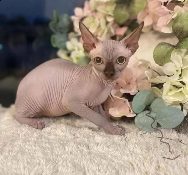 regalo gatto sfinge meravigliosi  