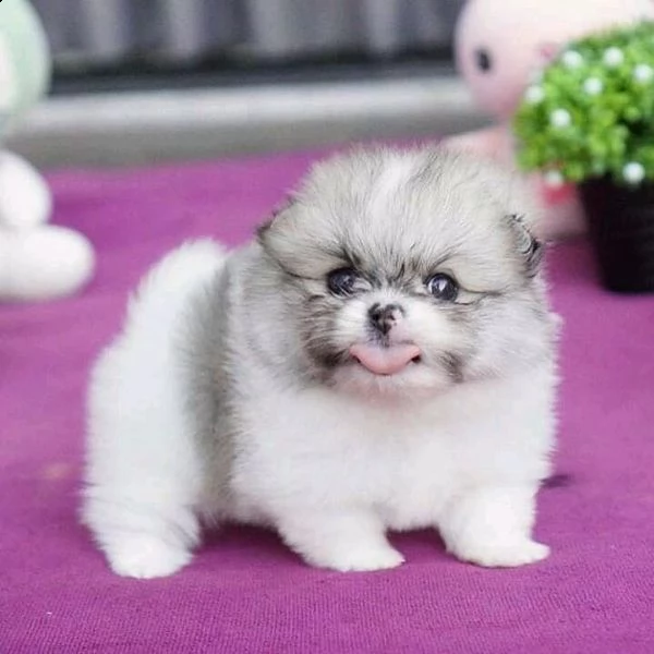 cucciolo spitz tedesco nano da allevatore