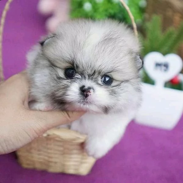 cucciolo spitz tedesco nano da allevatore | Foto 0