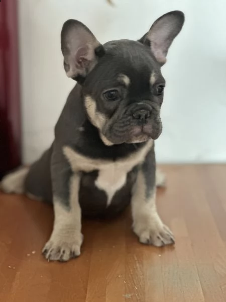 bulldog francese 3 mesi nati in casa  | Foto 6
