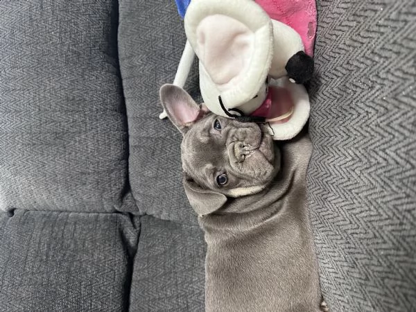 bulldog francese 3 mesi nati in casa  | Foto 4