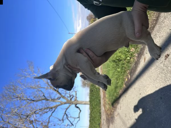bulldog francese 3 mesi nati in casa  | Foto 3