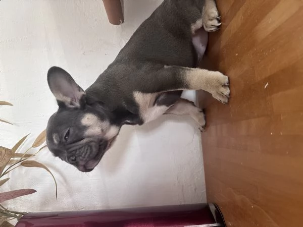 bulldog francese 3 mesi nati in casa  | Foto 2